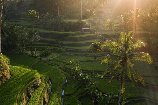 Ubud Private Tour - Waterfalls, Water Temple & Rice Terraces - The Sum Up