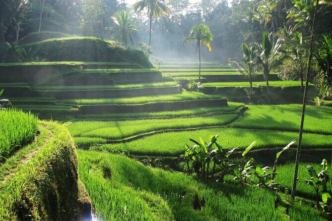 Ubud Private Tour - Waterfalls, Water Temple & Rice Terraces - FAQ