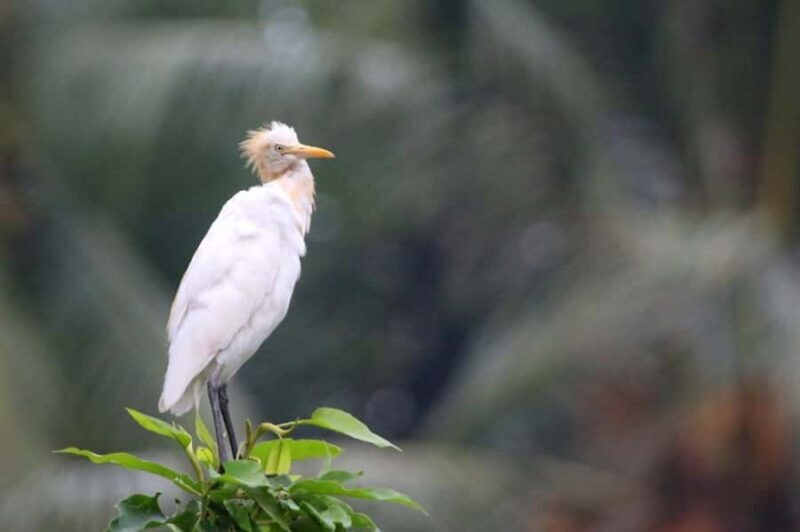 Ubud: Private Tour with Gunung Kawi Temple & Waterfall - Key Points