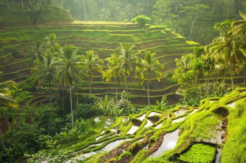 Ubud: Rice Planting, Coconut Oil Class and Waterfall - An In-Depth Look at the Tour Itinerary