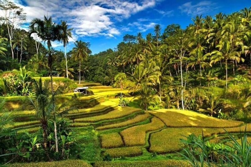 Ubud: Rice Planting, Coconut Oil Class and Waterfall - Final Thoughts: Who Would Love This Tour?
