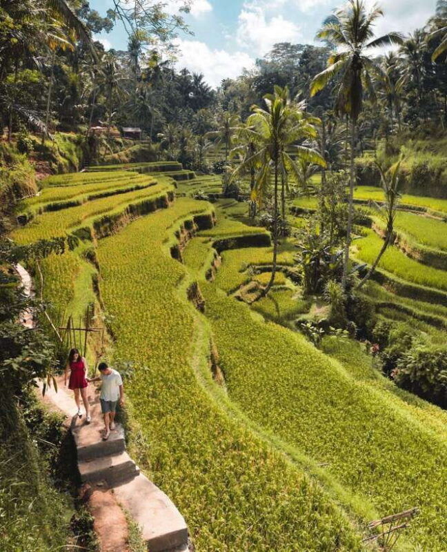 ubud-rice-terrace-monkey-forest-waterfall-private-tour