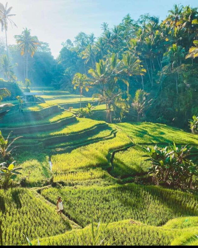 ubud-rice-terrace-monkey-forest-waterfall-private-tour