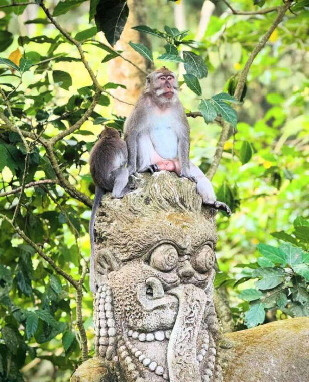 ubud-rice-terrace-monkey-forest-waterfall-private-tour