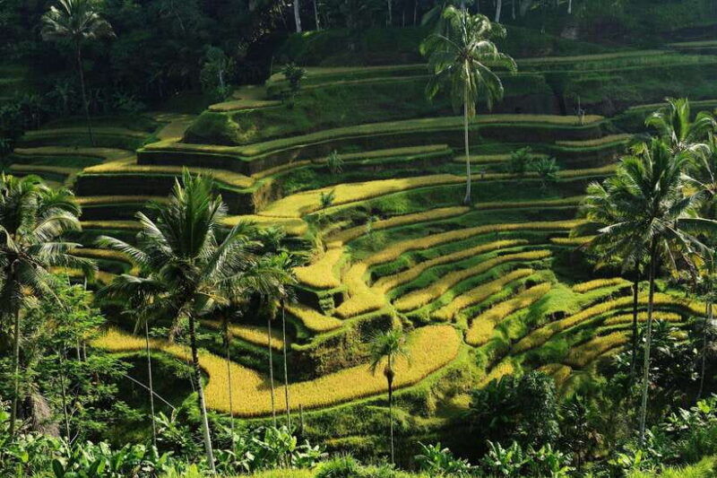ubud-rice-terrace-waterfalls-holy-water-and-swing-tour