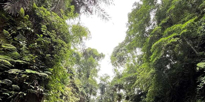 ubud-rice-terraces-water-temple-waterfalls-private-tour