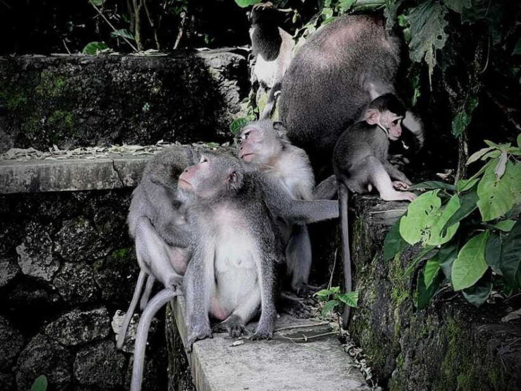 ubud-sacred-monkey-forest-barong-cave-atv-waterfall-tour