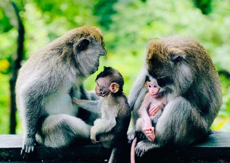 ubud-semi-customized-private-tour-with-live-guide