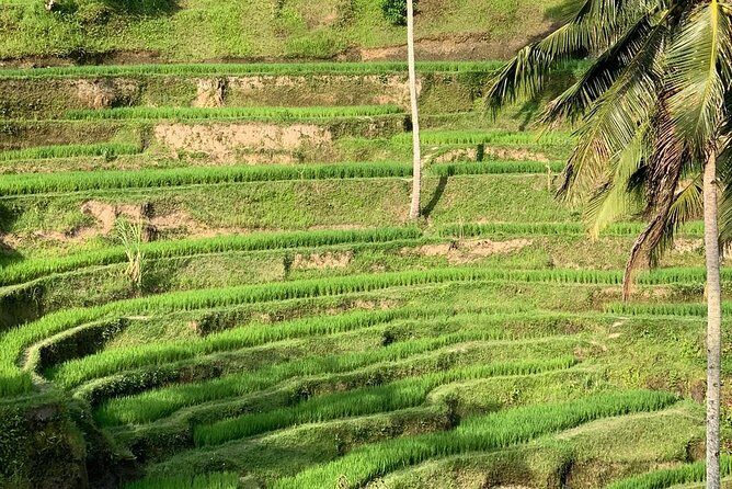 Ubud Shared Tour: Ubud Waterfalls, Tegalalang & Holy Water Temple - Key Points