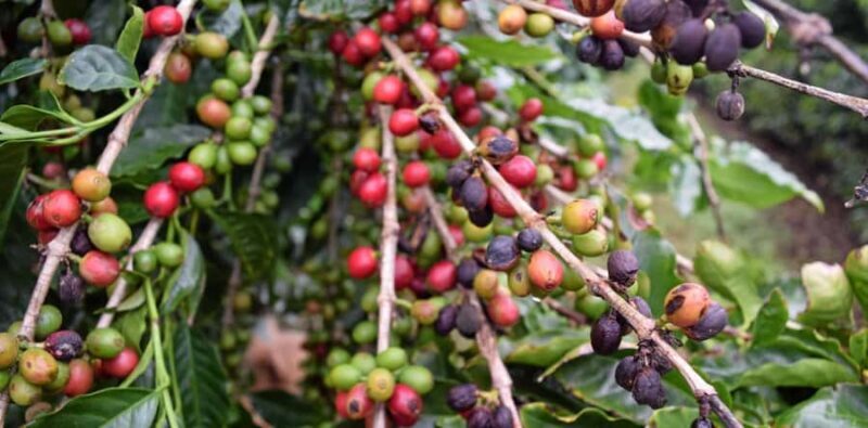 Ubud: Silver Jewelry and Coffee Tasting - Introduction