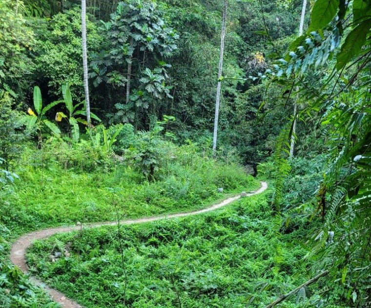 ubud-swing-coffee-plantation-rice-terrace-and-waterfall