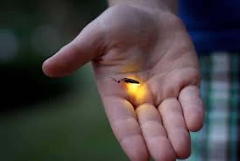 Ubud: Taro Village Firefly Excursion with a Vegetarian Meal - An In-Depth Look at the Experience