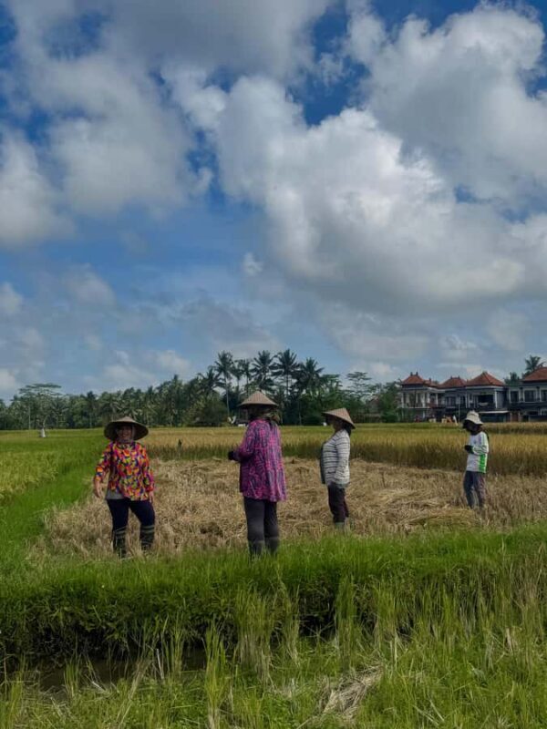 Ubud: Taro Village Firefly Excursion with a Vegetarian Meal - FAQs