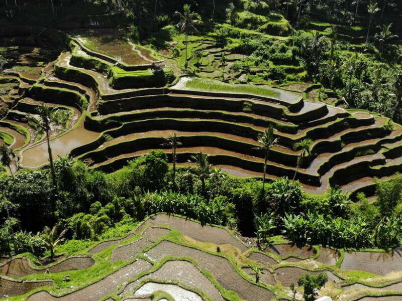 ubud-tirta-empul-temple-rice-terraces-and-waterfall-tour