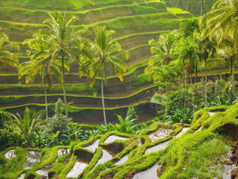 ubud-tirta-empul-temple-rice-terraces-and-waterfall-tour