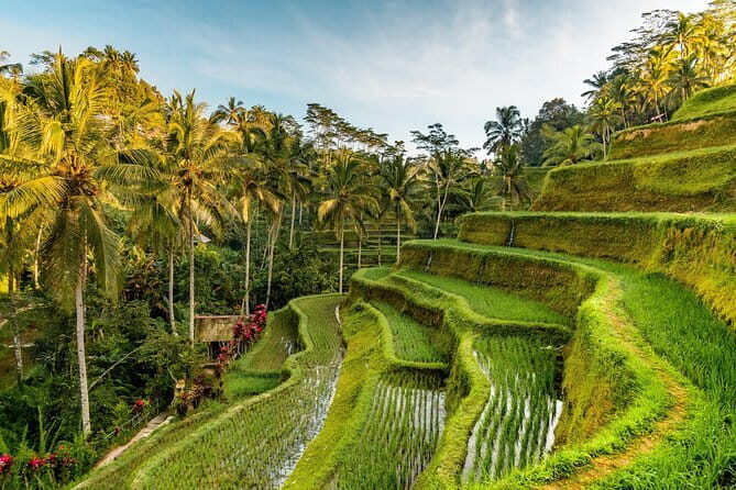 Ubud Tirta Empul Temple with Rice Terrace and Bali Jungle Swing - The Sum Up