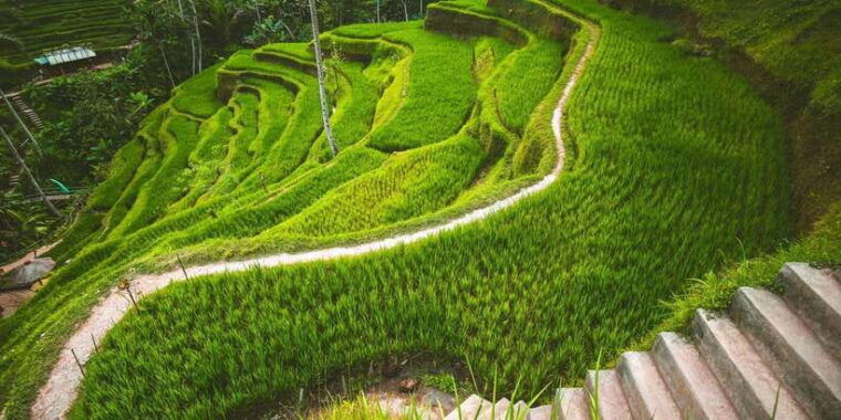 ubud-tour-explore-the-best-places-in-ubud-area