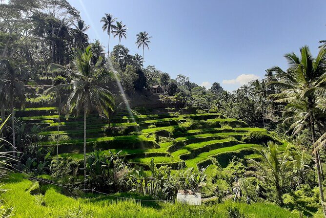 Ubud Tour - Highlights of Ubud - Ubud Tour - Highlights of Ubud: An Authentic Bali Experience