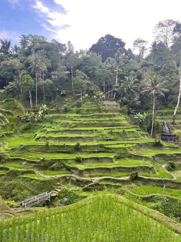 Ubud Tour Include Ticket Monkey Forest Rice Terrace and more - The Itinerary Breakdown: What You’ll Experience