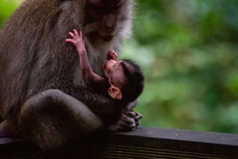Ubud Tour Include Ticket Monkey Forest Rice Terrace and more - Frequently Asked Questions