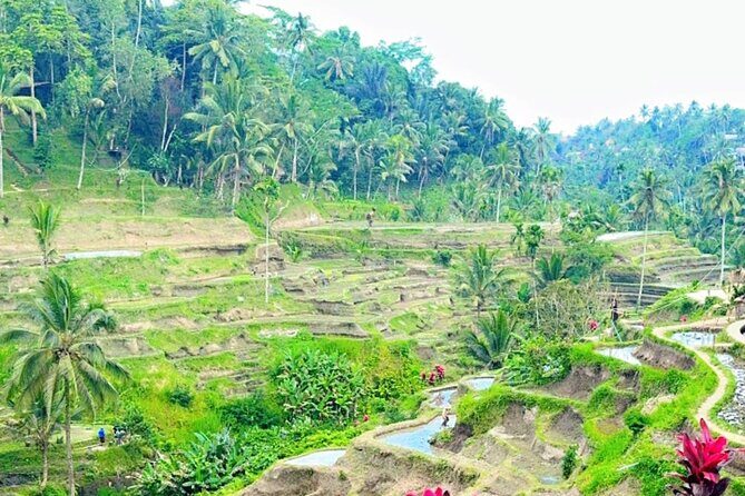Ubud Tour Monkey Forest, Rice Terrace, Swing, Temple, Waterfall - Exploring Ubud’s Highlights: What You Can Expect
