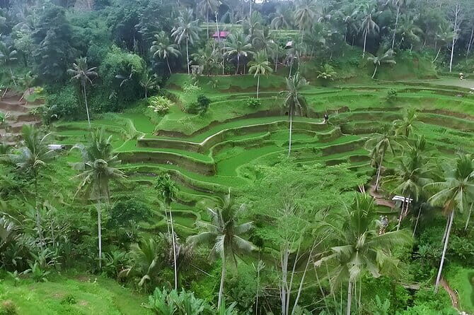 Ubud Tour: Monkey Forest, Rice Terrace, Waterfall, Water Temple - FAQ