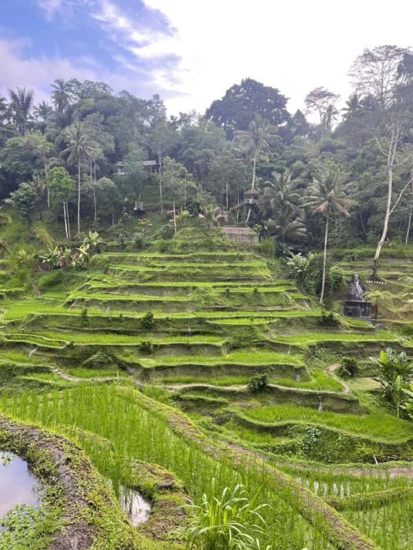 Ubud Tour Monkey Forest Rice Terraces Bali Swing Tirta Empul - Key Points