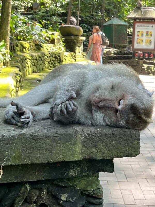 Ubud Tour Monkey Forest Rice Terraces Bali Swing Tirta Empul - Who Will Love This Tour?
