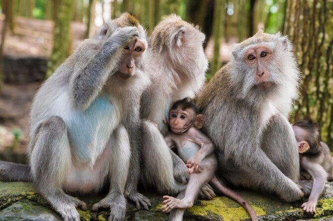 Ubud Tour: Monkey Forest - Temple - Waterfall & Rice Terrace - FAQs