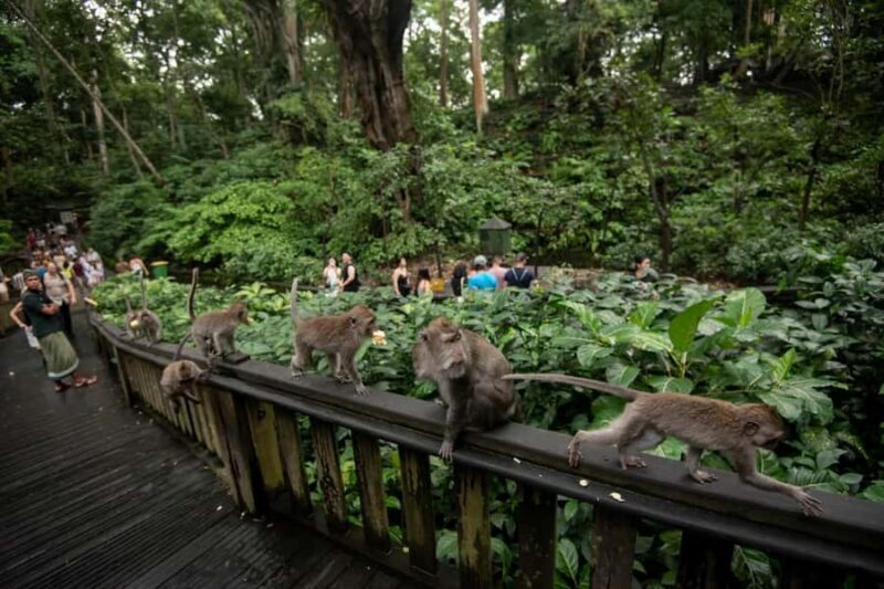 Ubud Tour: Monkey Forest, Water Temple & Jungle Club Fun Day - Exploring Ubud’s Top Spots in One Day