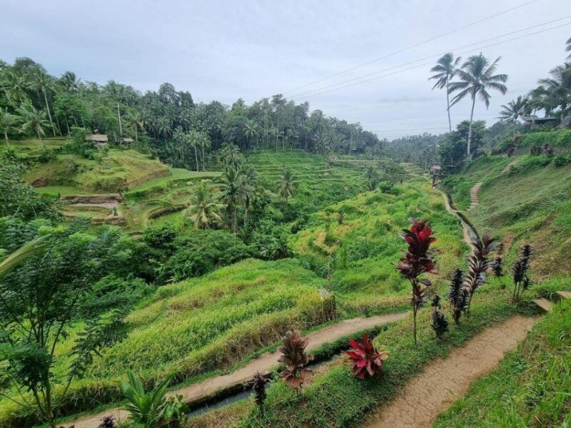 ubud-tour-ubud-higlight-culturetradition-and-nature