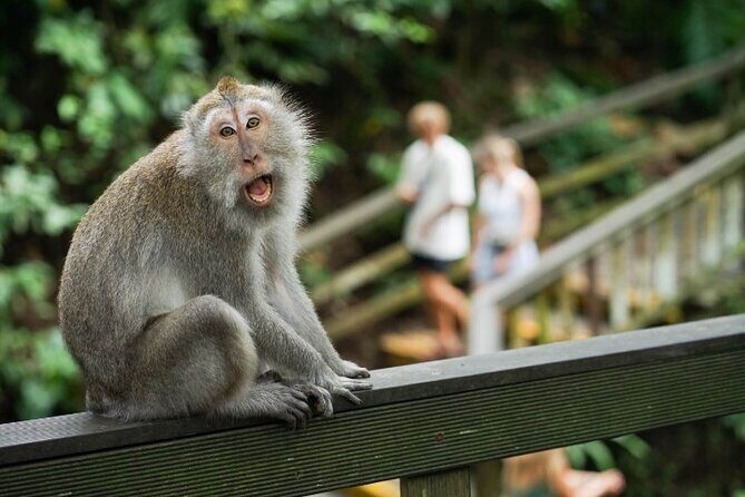 Ubud Tour: Waterfall, Sacred Temple, Rice Terrace, Monkey Forest - Final thoughts