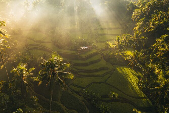 Ubud Tour with Swing, Waterfalls, Rice Terraces & Monkey Forest - Exploring Each Stop in Detail