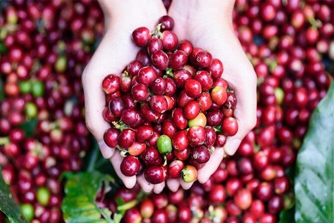 Ubud Tours: Culture, Palace, Temple, Rice field walks, Local show, Monkey Forest - What’s Included and What’s Not