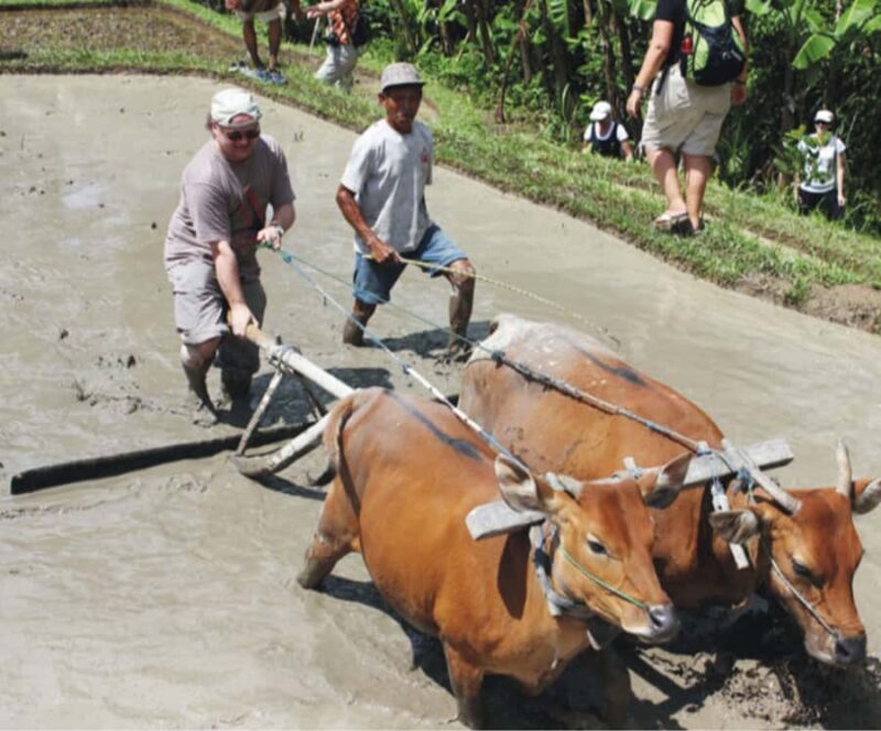 Ubud: Traditional Rice Farming Experience - Introduction: An Authentic Balinese Farming Experience
