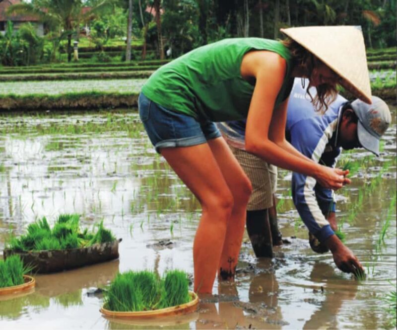 Ubud: Traditional Rice Farming Experience - The Itinerary in Detail