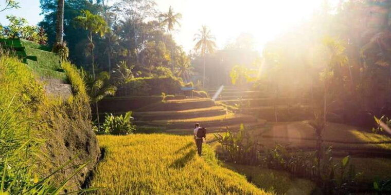 ubud-twilight-rice-terraces-art-cultural-feast