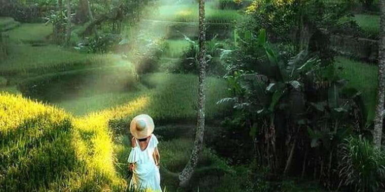 ubud-twilight-rice-terraces-art-cultural-feast