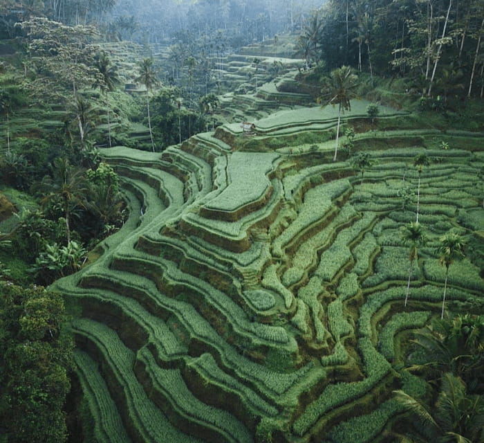 ubud-waterfall-holy-water-templeswingcoffee-plantation
