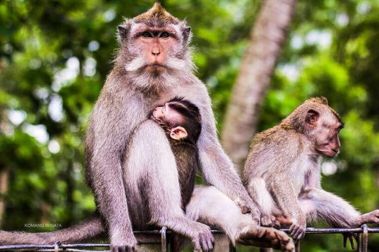 ubud-waterfall-rice-terraces-monkey-forest-tour