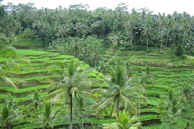 Ubud Waterfall Short Trip - Ulu Petanu Waterfall: A Refreshing Retreat