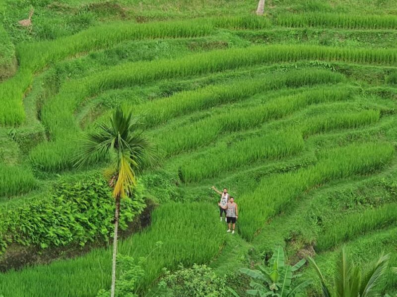 Ubud: Waterfall, Temple, & Jungle Swing Day Tour with Lunch - The Sum Up