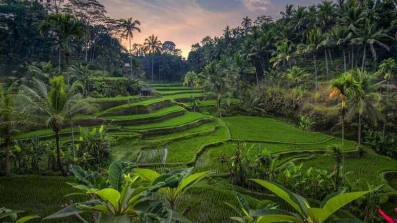 ubud-waterfalls-and-tegalalang-rice-terrace-private-tour