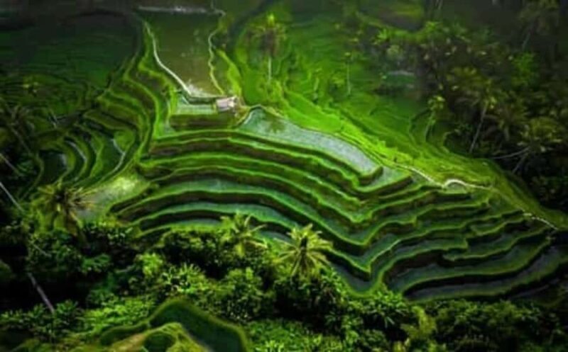 Ubud Waterfalls ,Rice Teraces ,& Swing ,Optional Art Galeria - Who Would Love This Tour?