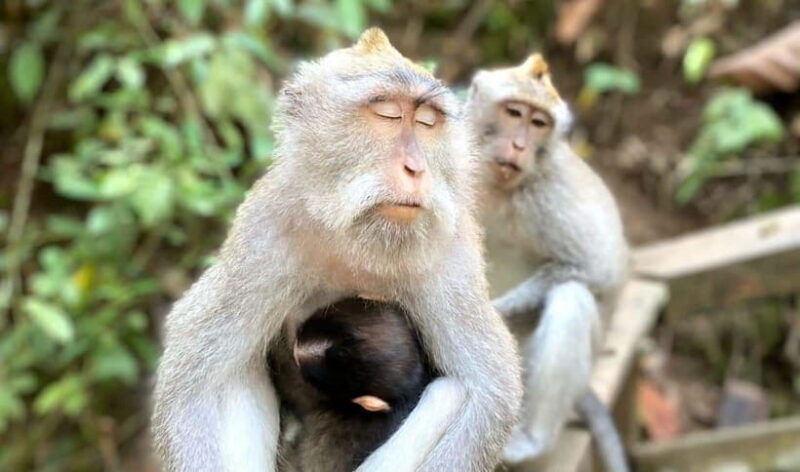 ubud-waterfalls-sacred-monkey-forest-rice-terraces-tour