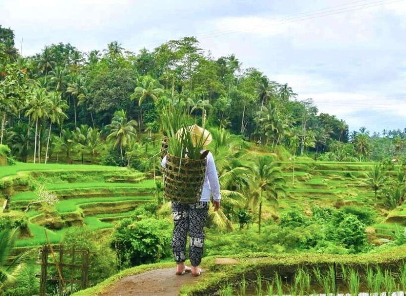 ubud-waterfalls-sacred-monkey-forest-rice-terraces-tour