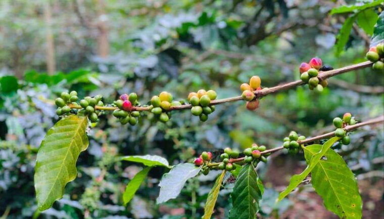 ubud-waterfalls-sacred-monkey-forest-rice-terraces-tour