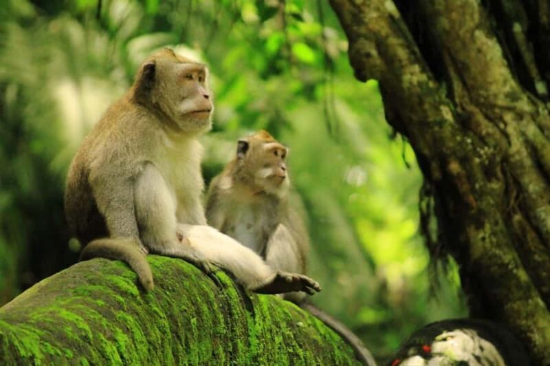 Ubud: Waterfalls, Water Temple & Monkey Forest Shared Tour - Discovering Ubud’s Top Attractions