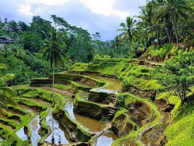 ubud-waterfalls-water-temple-rice-terraces-private-tour