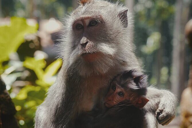 Ubud: White Water Rafting with visit Ubud Monkey Forest - FAQ